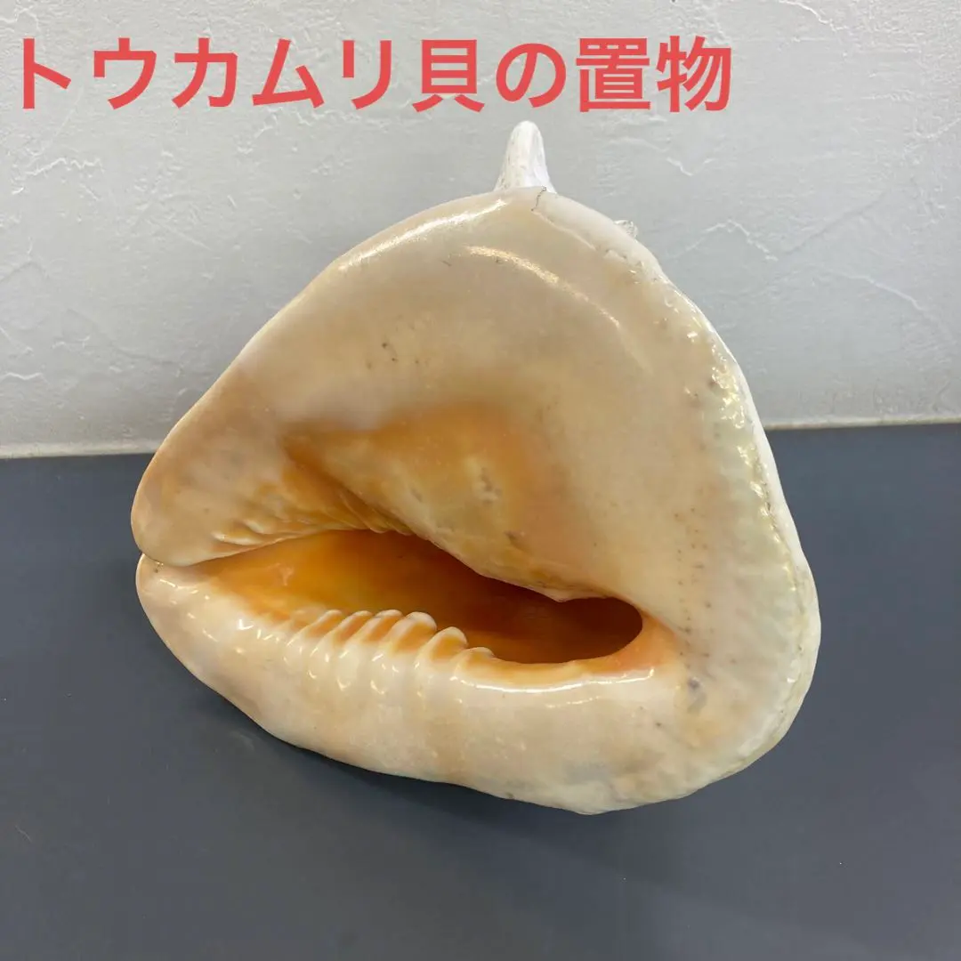 2026年最新】トウカムリ貝の人気アイテム - メルカリ