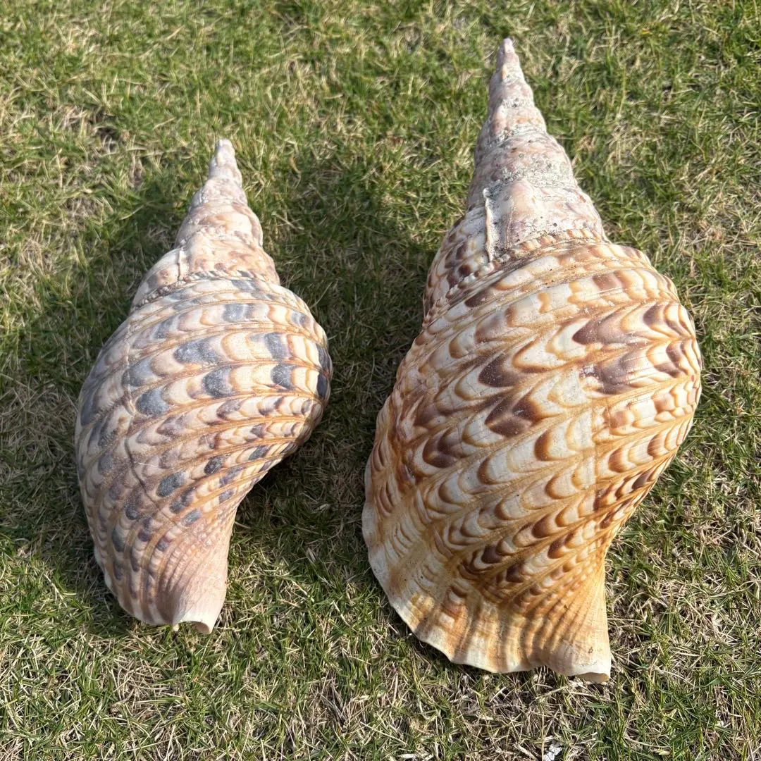 2026年最新】沖縄の法螺貝 ほら貝の人気アイテム - メルカリ