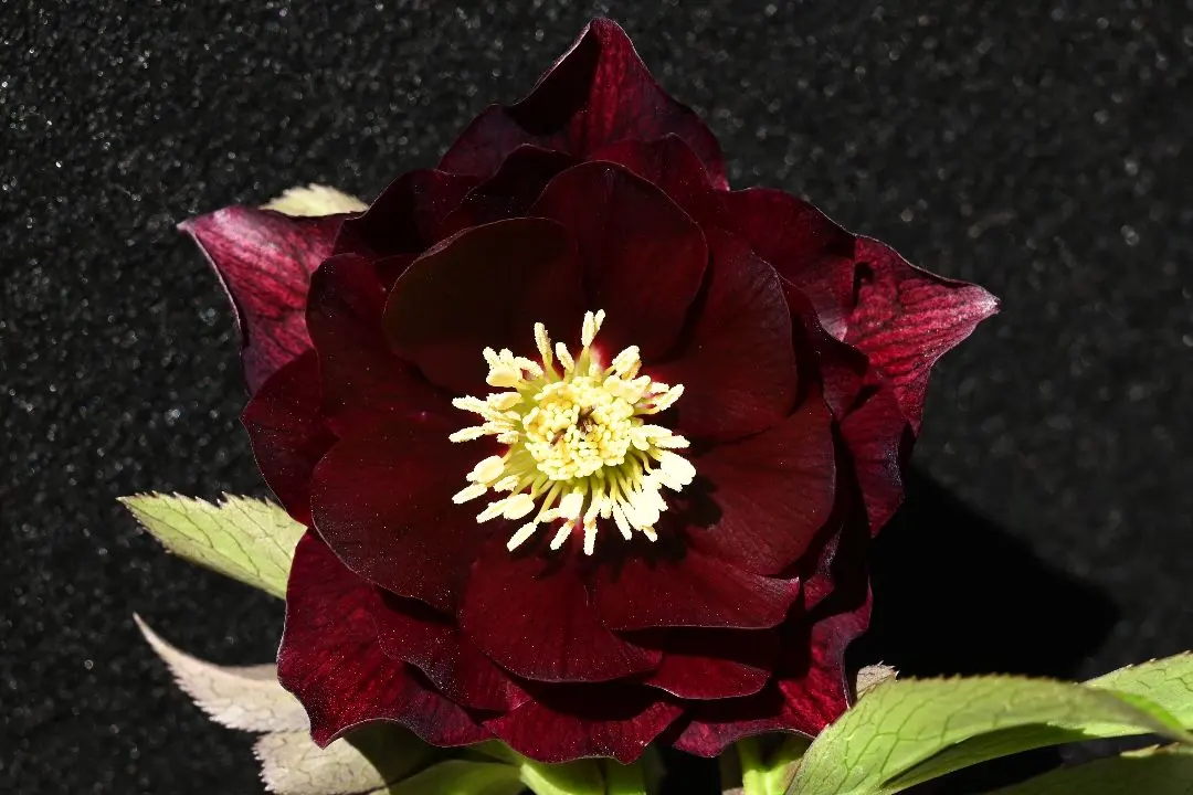 2026年最新】キラメキ クリスマスローズの人気アイテム - メルカリ