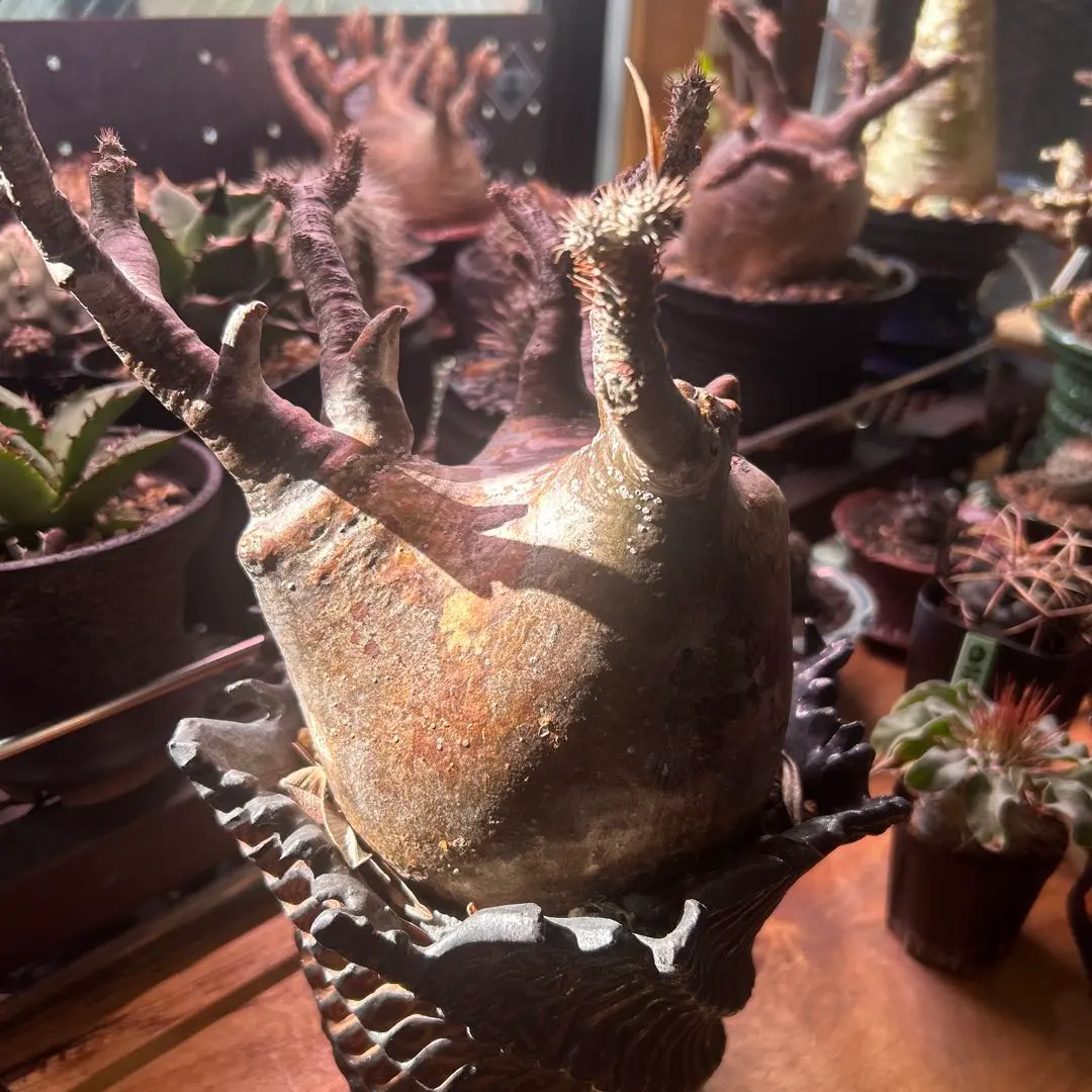 2026年最新】グラキリス 2頭の人気アイテム - メルカリ