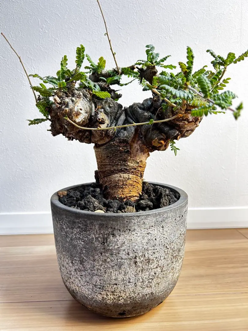 2026年最新】ボスウェリア ネグレクタの人気アイテム - メルカリ