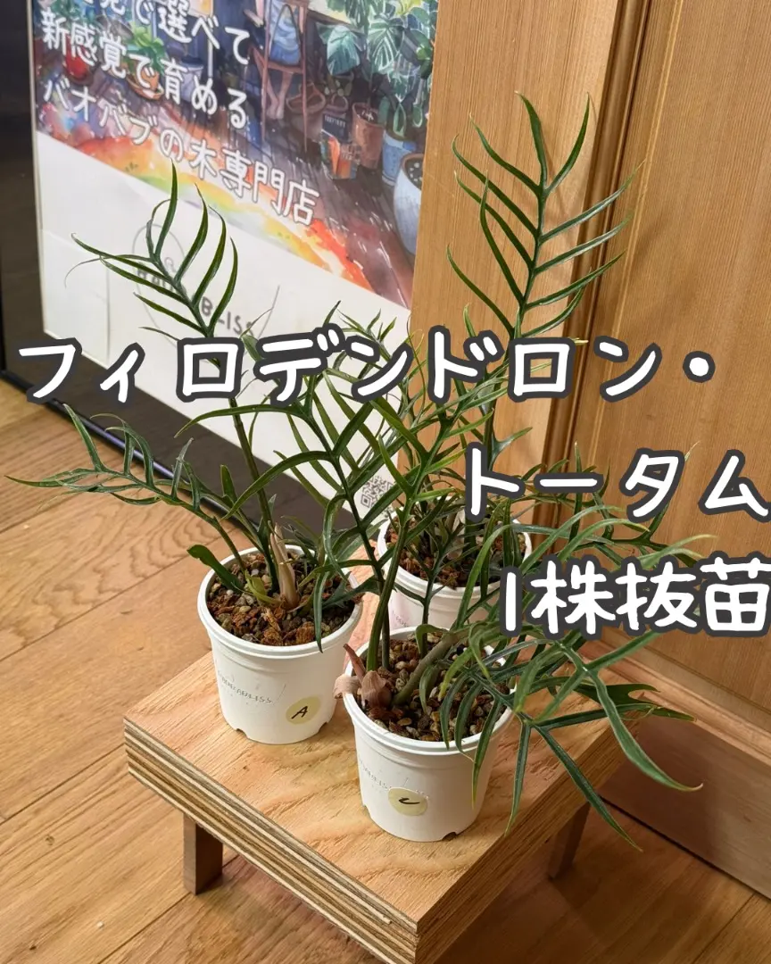 2026年最新】フィロデンドロン トータムの人気アイテム - メルカリ