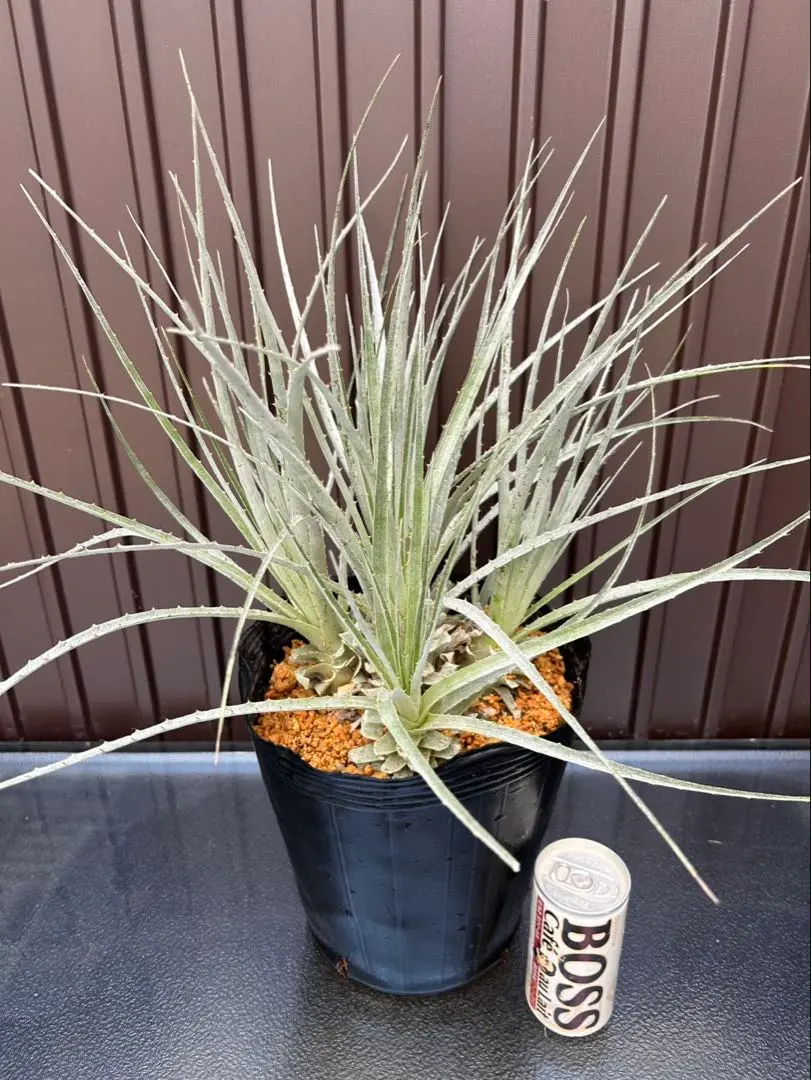 2026年最新】プヤ セルーレアの人気アイテム - メルカリ