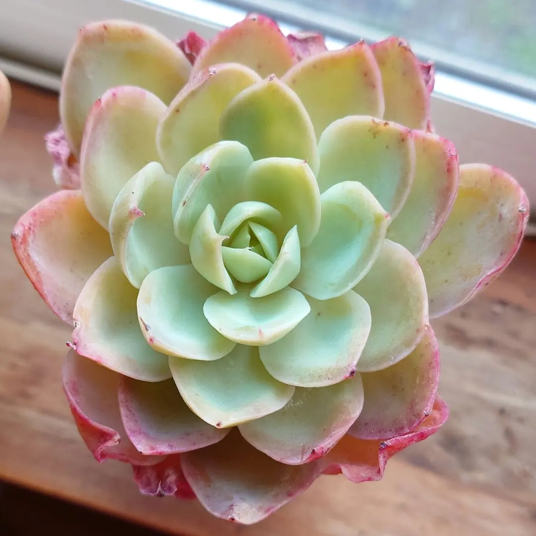 2026年最新】メローイエロー 多肉の人気アイテム - メルカリ