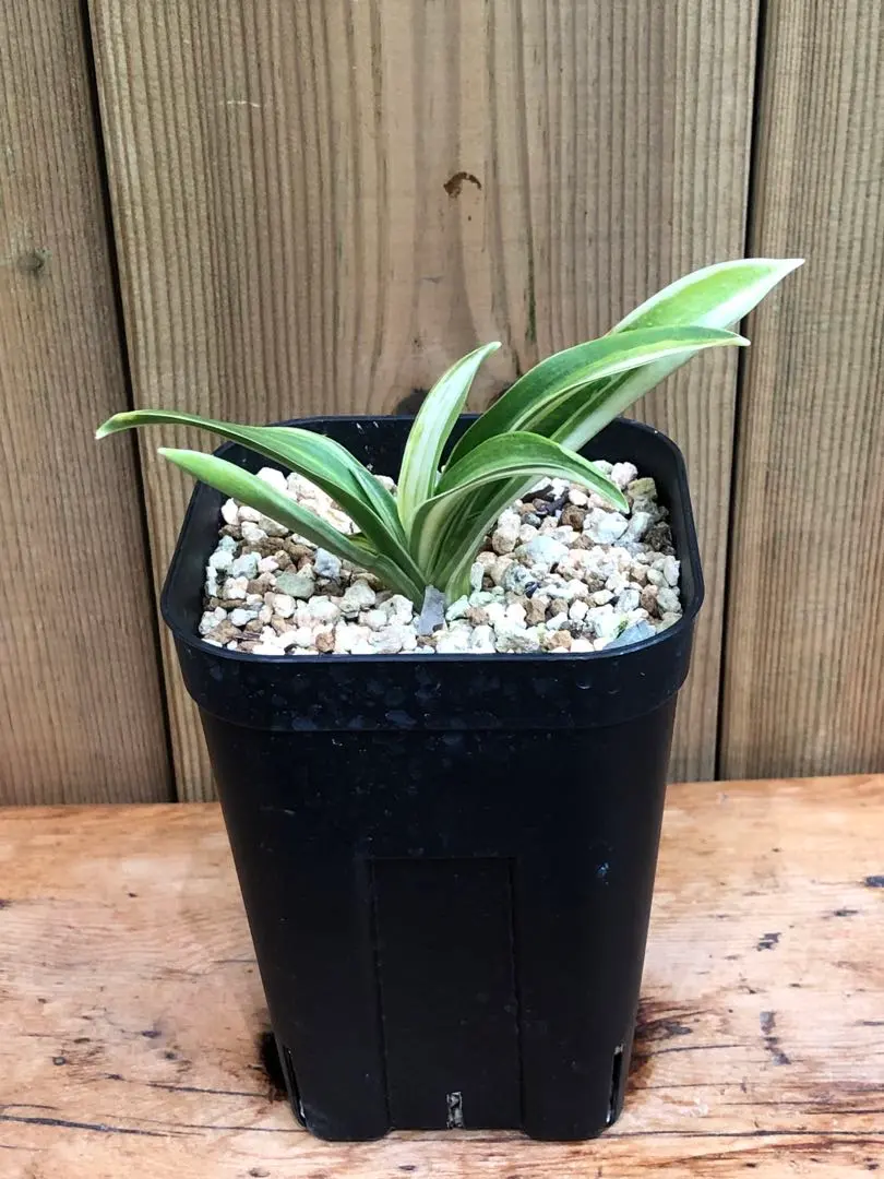 2026年最新】千代田の松の人気アイテム - メルカリ