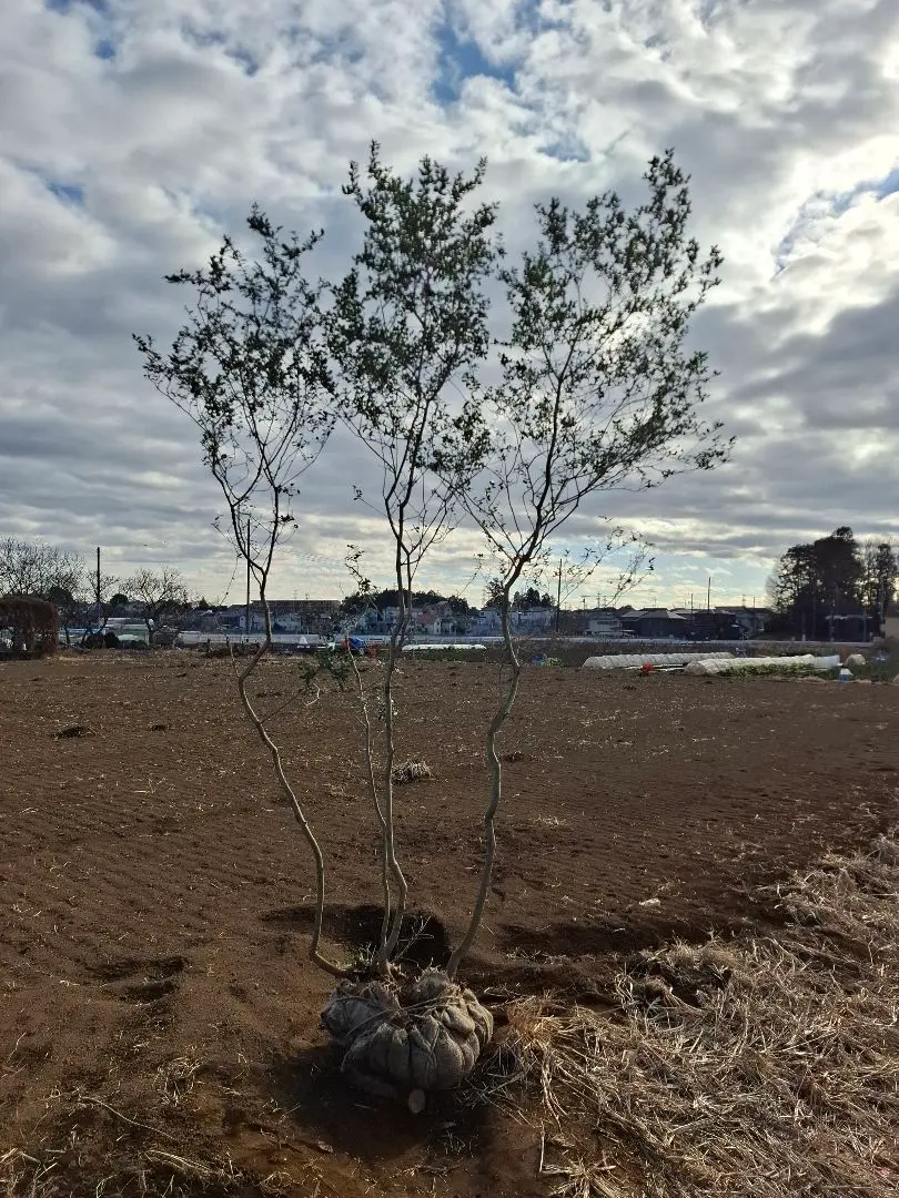 2026年最新】山採りアオハダの人気アイテム - メルカリ