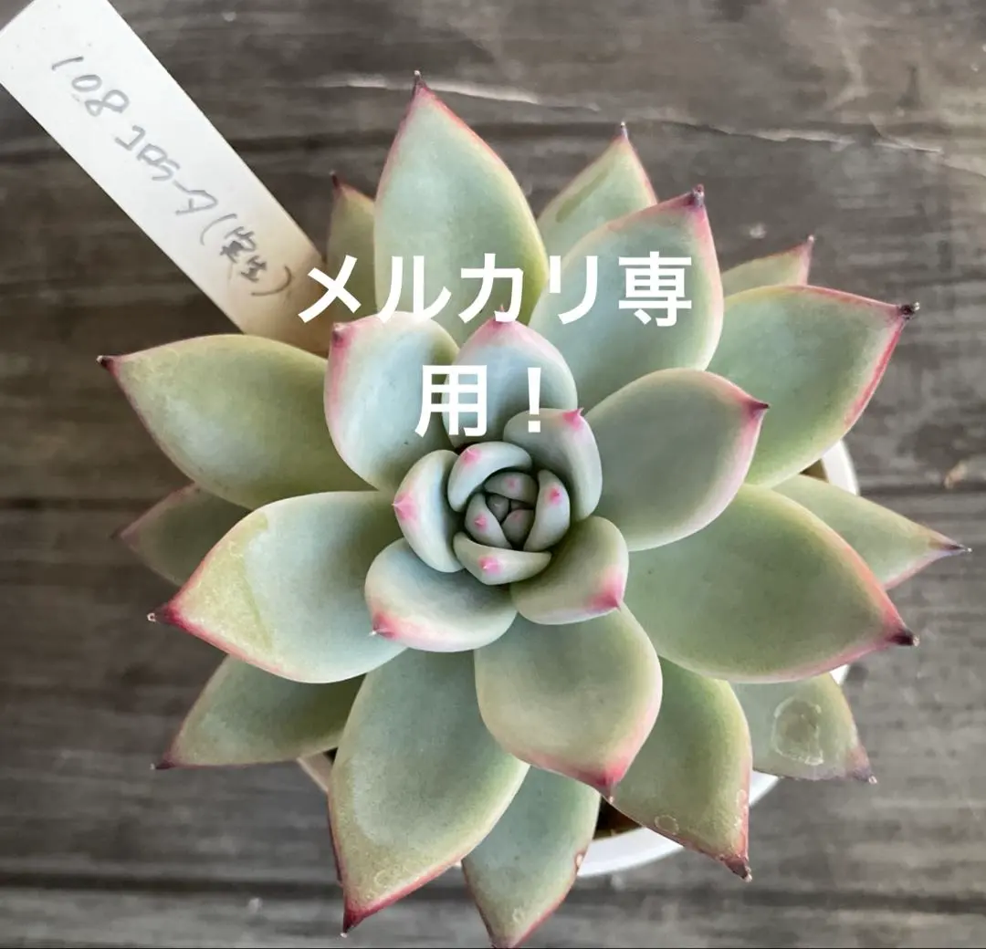 2026年最新】mさん苗コロラータの人気アイテム - メルカリ