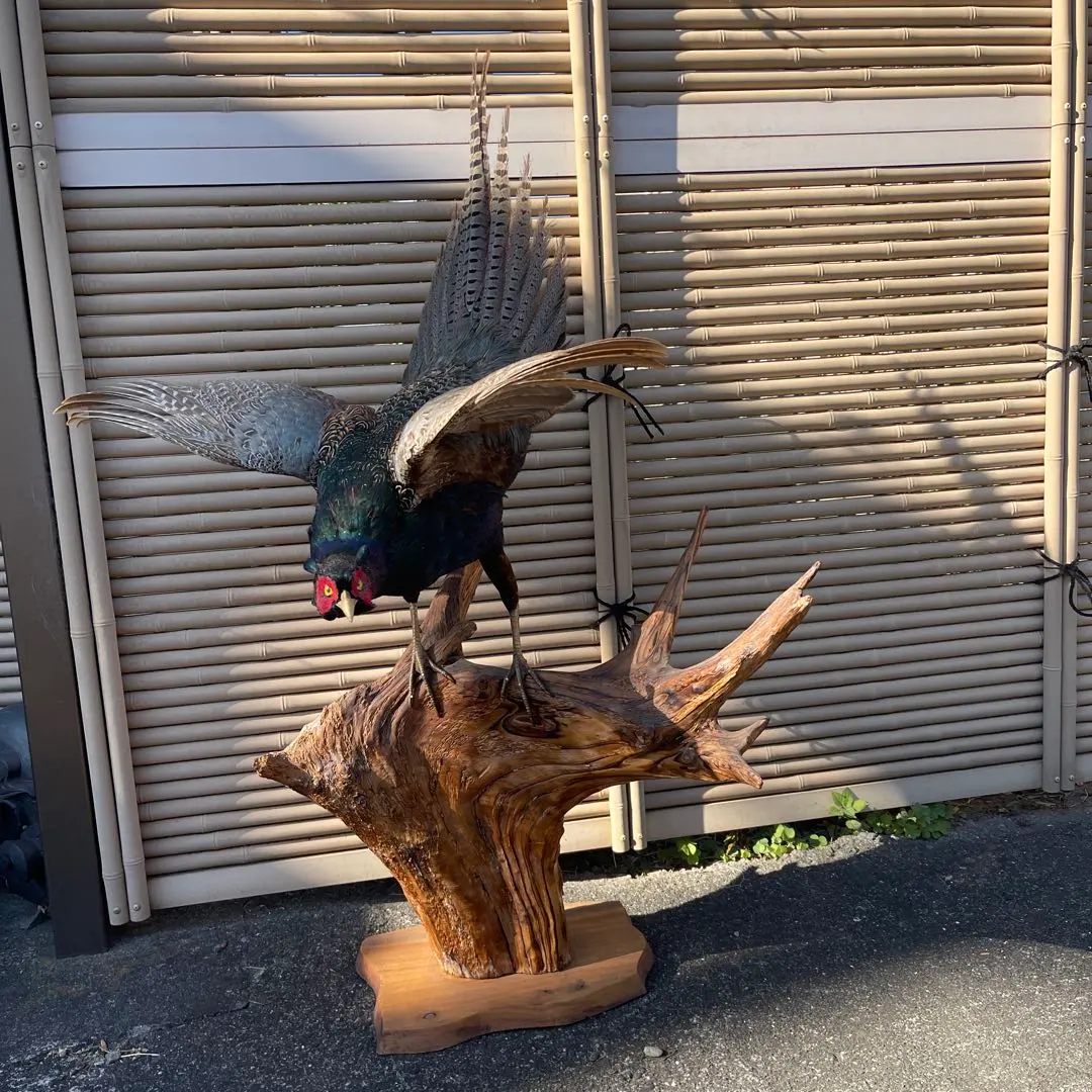 2026年最新】キジ 剥製の人気アイテム - メルカリ