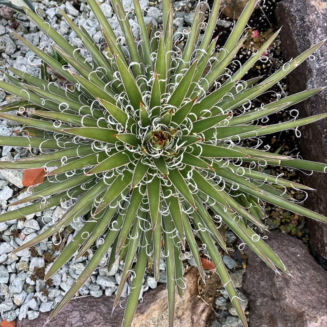 2026年最新】アガベ 滝の白糸の人気アイテム - メルカリ