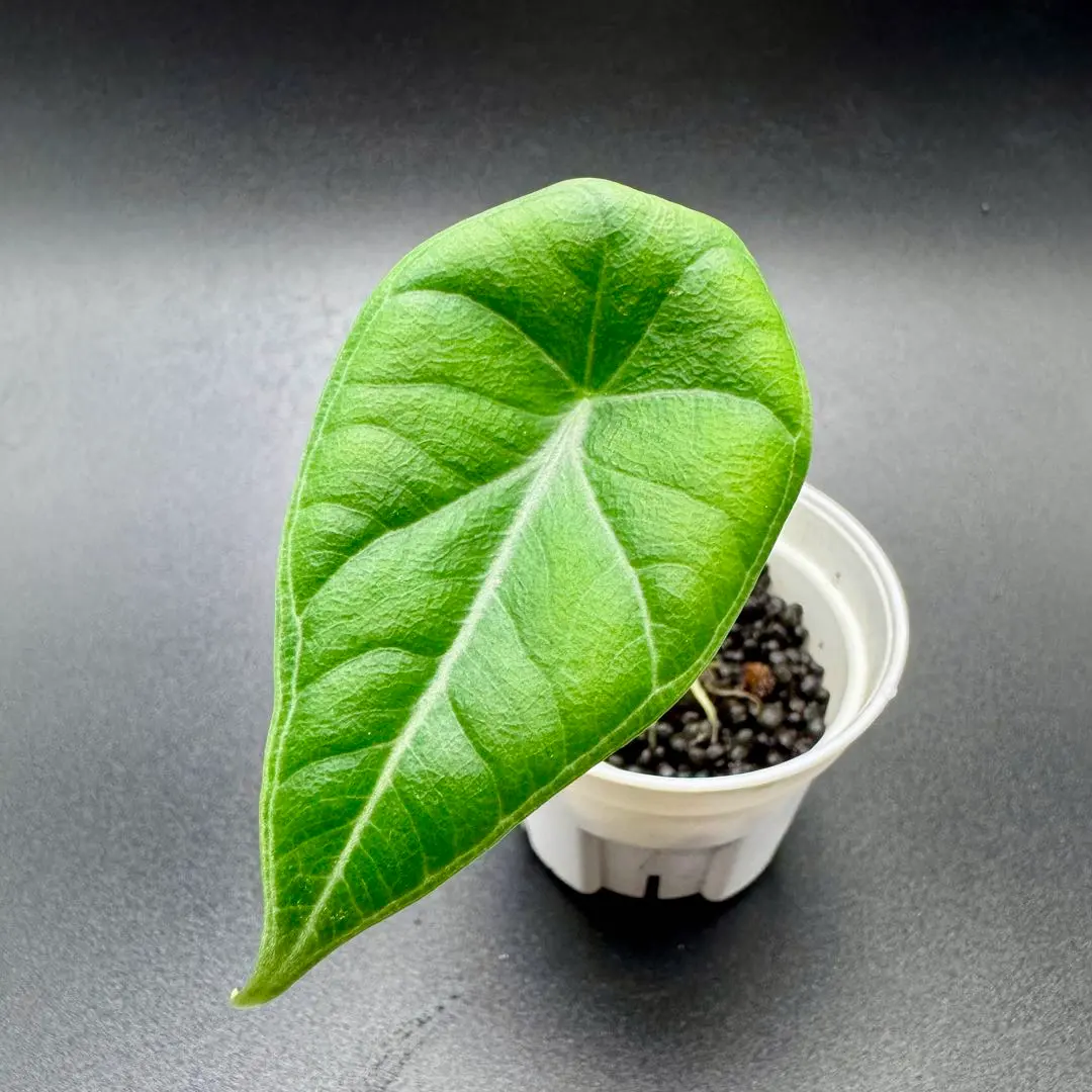 2026年最新】アロカシアメロの人気アイテム - メルカリ