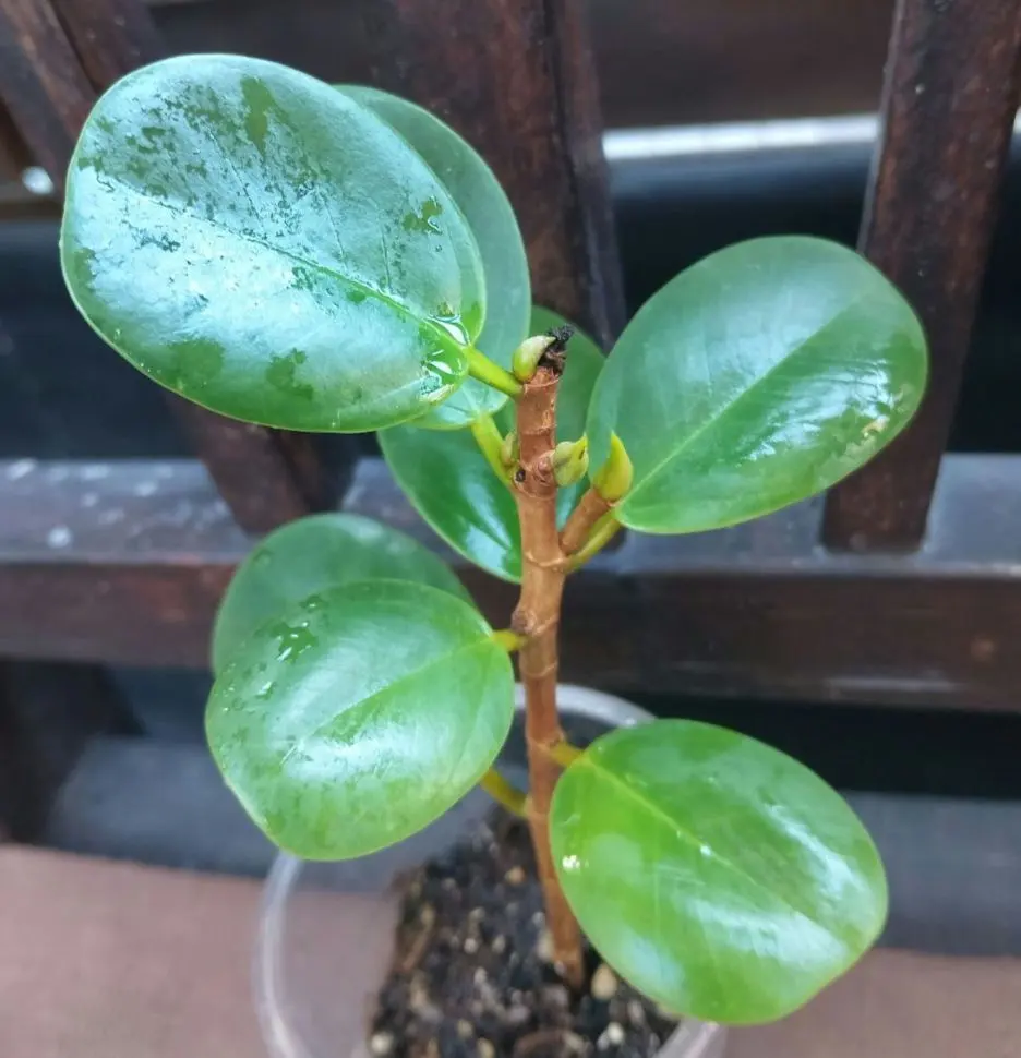 2026年最新】パンダガジュマル 斑入りの人気アイテム - メルカリ