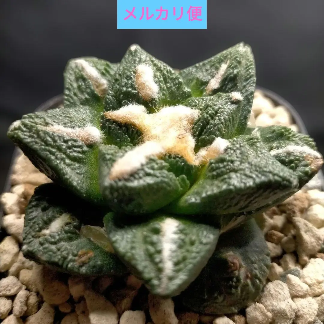 2026年最新】青磁牡丹 サボテンの人気アイテム - メルカリ