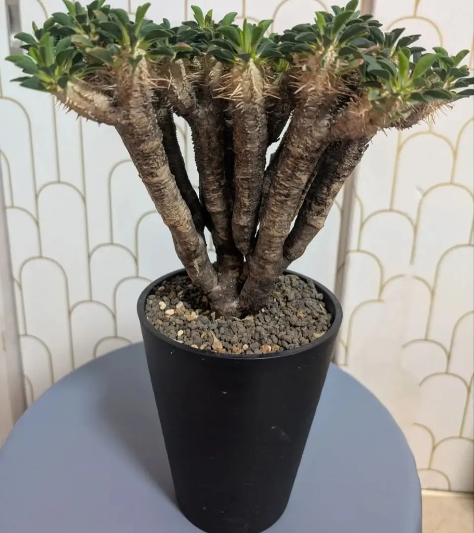 2026年最新】ギラウミニアナ 現地球の人気アイテム - メルカリ