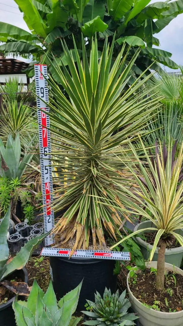 2026年最新】センジュランの人気アイテム - メルカリ