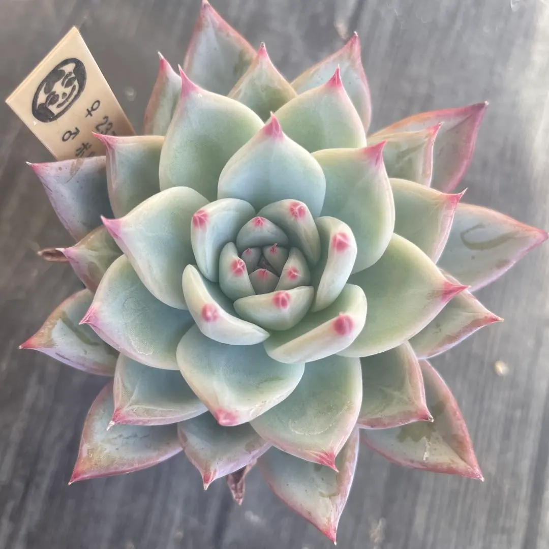 2026年最新】mさん苗コロラータの人気アイテム - メルカリ