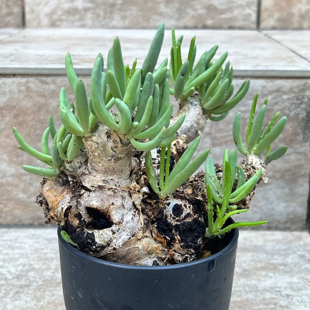 2026年最新】チレコドン レティキュラータスの人気アイテム - メルカリ