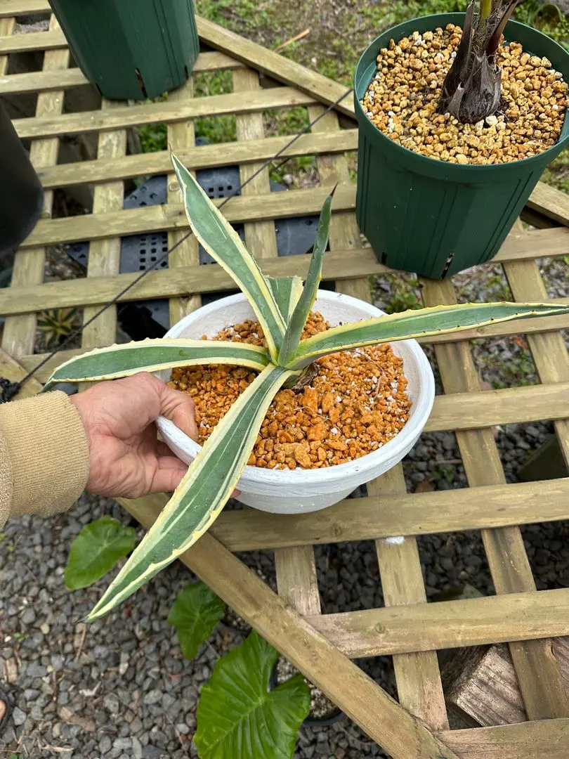 2026年最新】アガベ アメリカーナ バリエガータの人気アイテム - メルカリ