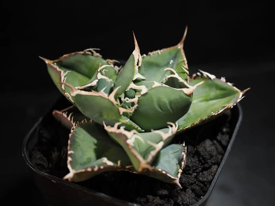 2026年最新】ディアボロビアンコの人気アイテム - メルカリ