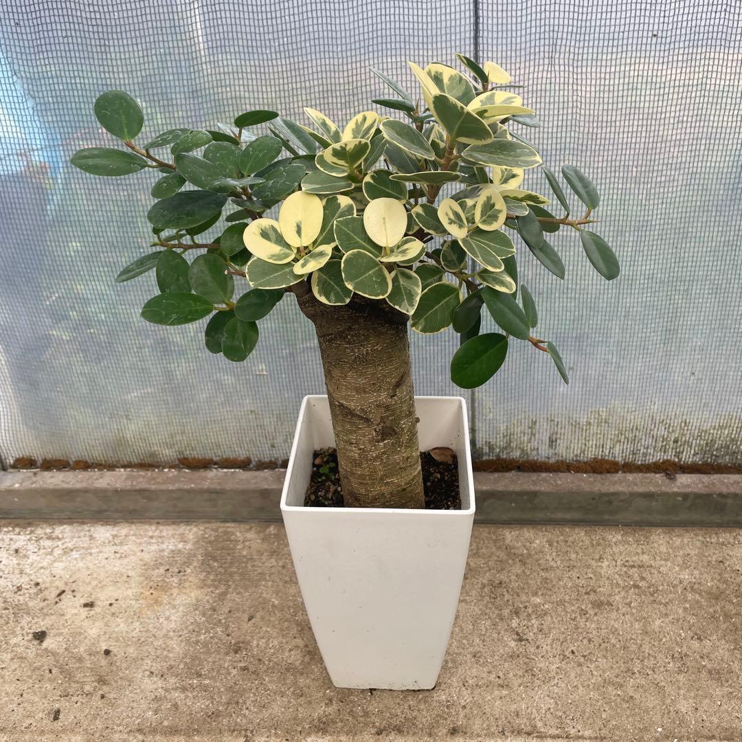 パンダガジュマル　斑入り パンダガジュマル 斑入り | GREEN LUCK