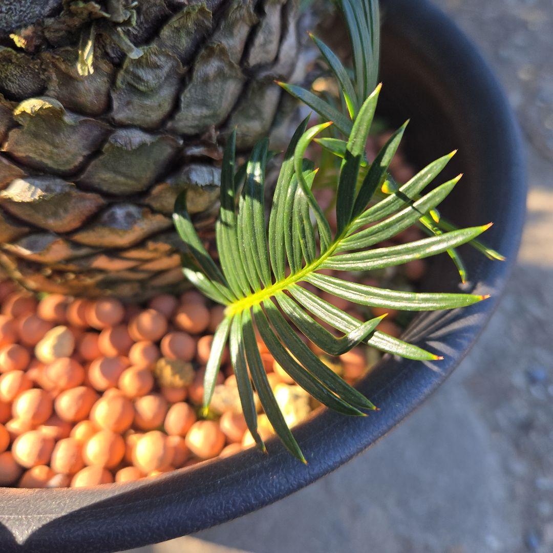 ⑰　金環ソテツ　７号　最高等級極上品‼️不定芽沢山　期間限定セール‼️