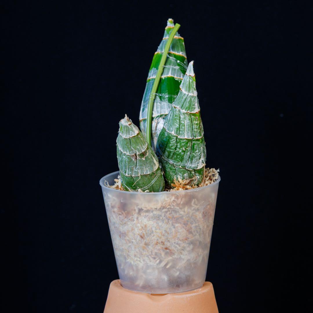 新芽あり 開花サイズ タケノコ蘭 Clowesia Grace Dunn K107840370