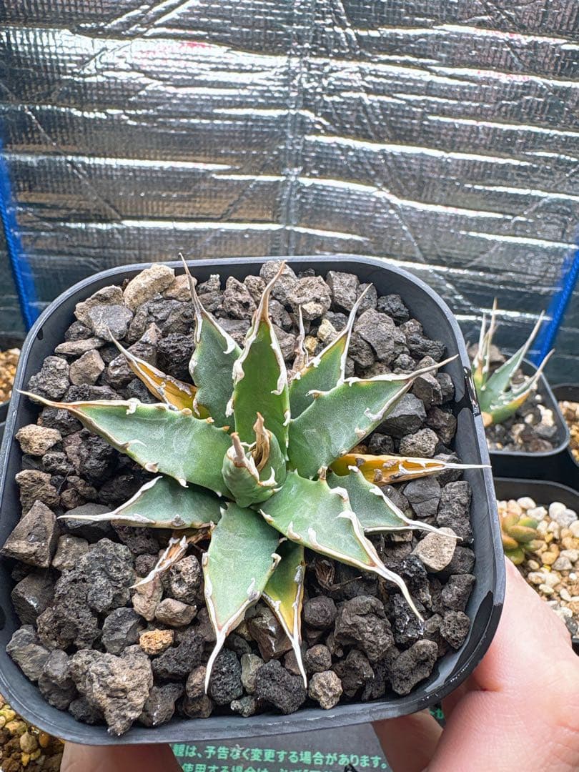良株 アガベ ユタエンシス エボリスピナ 実生 - メルカリ