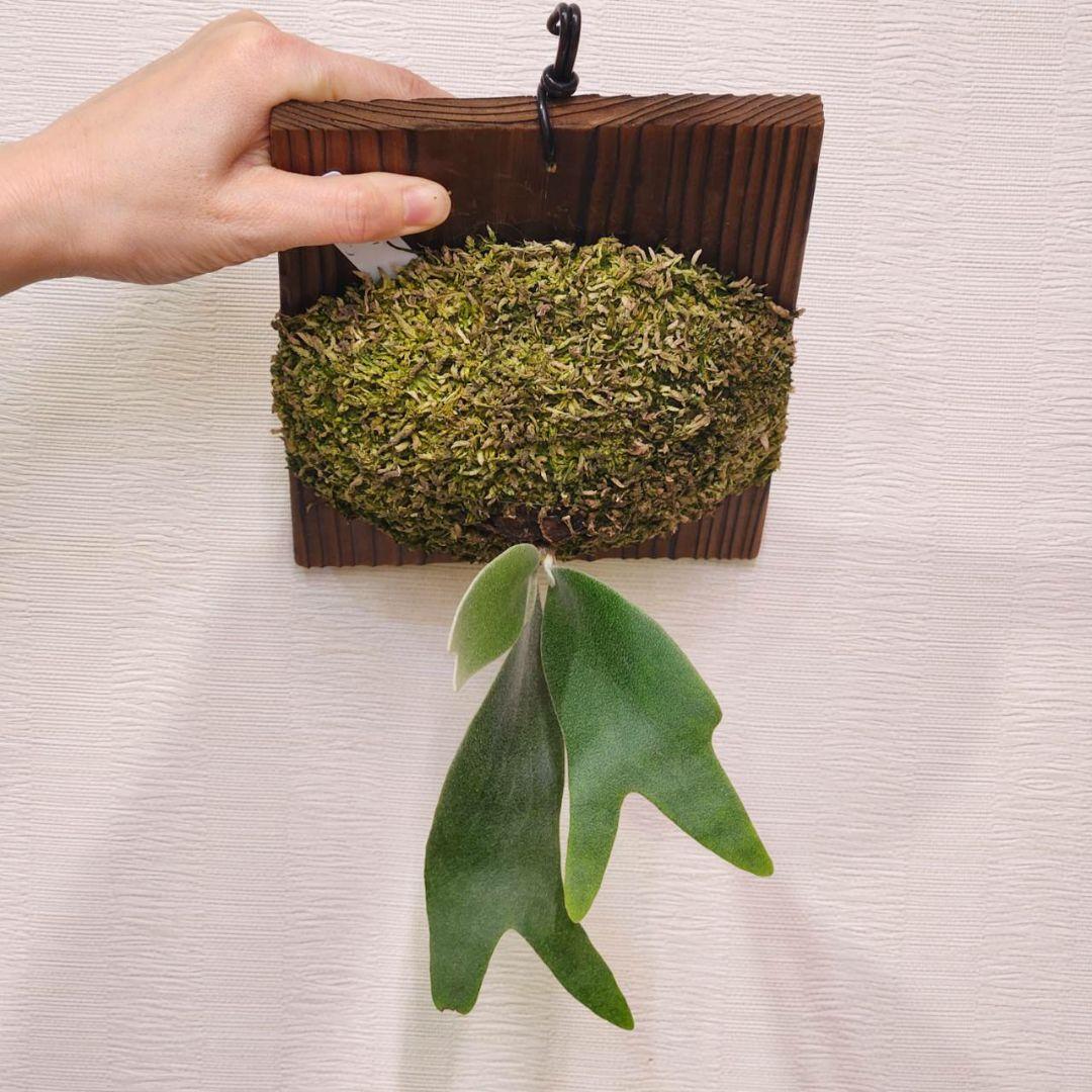 フーンシキOC子株 P.FoongSiQi ビカクシダ 株分け品子株 オリジナル