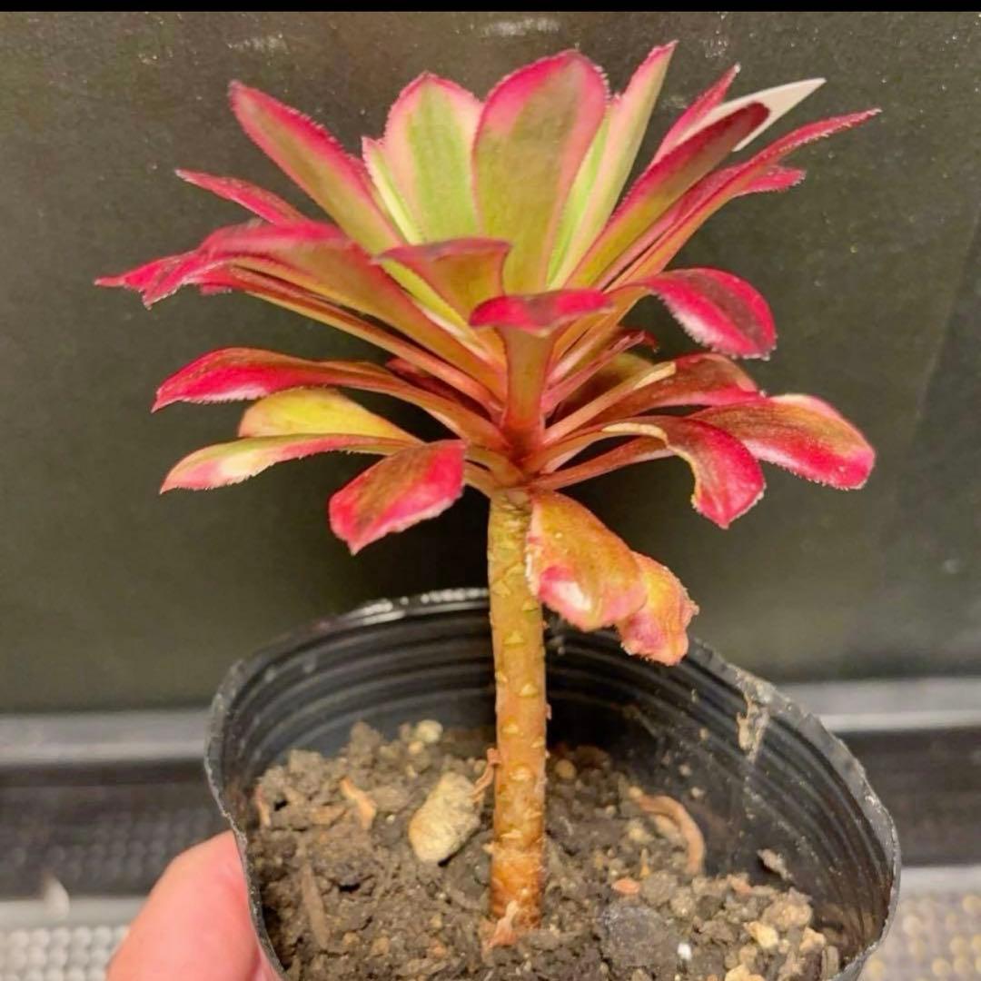 18 #多肉植物アエオニウム錦❤️ 天合❤️1大頭 10cm拨き苗 - メルカリ