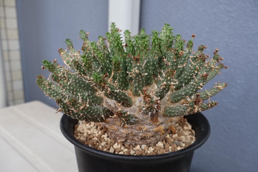 送込 超希少種 ユーフォルビア フスカ 蛮蛇頭 発根済 デセプタ