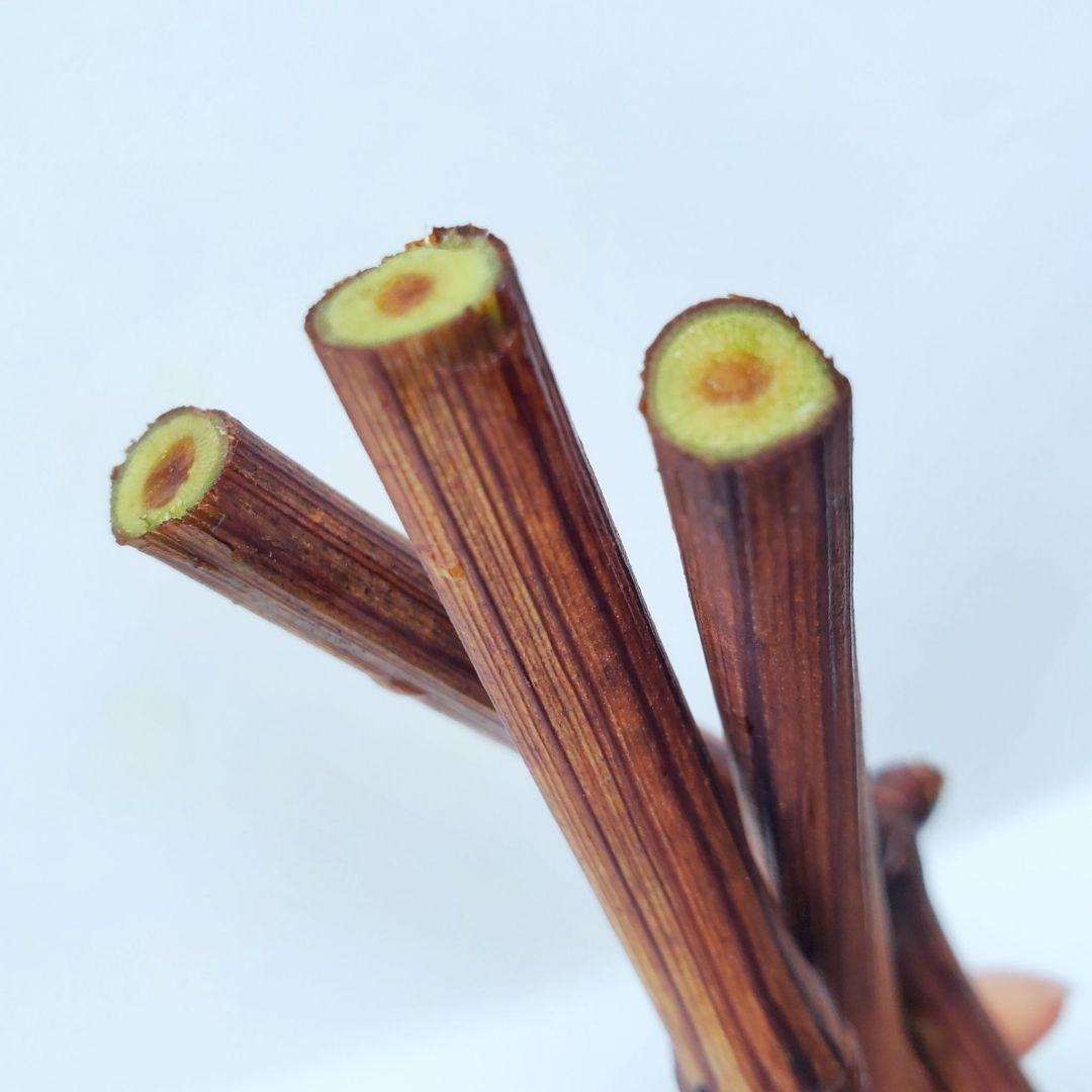 kb様専用】色々な穂木栽培 挿し木 苗木に♪ - メルカリ