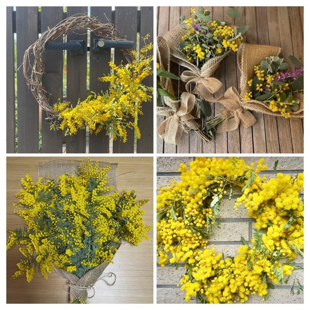 ☆ミモザ 100サイズ(91㎝)箱 保水あり フレッシュミモザ 午後12時〆切