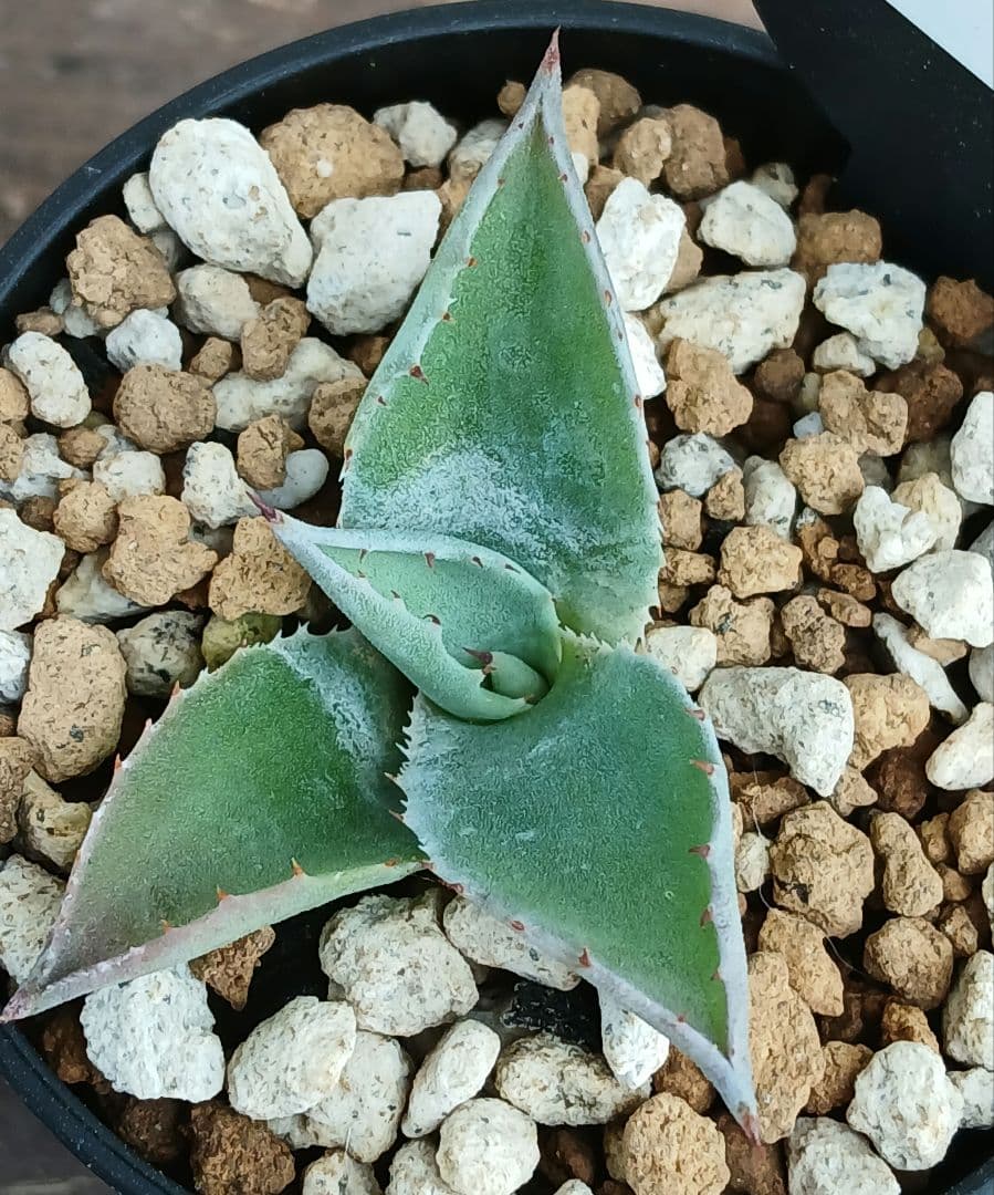 アガベ モンタナ 4 実生 【選抜株 地植え 耐寒性】 - メルカリ