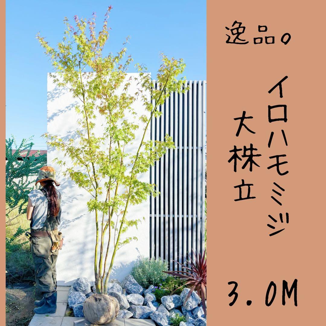 逸品。イロハモミジ大株立3.0M(鉢底から)