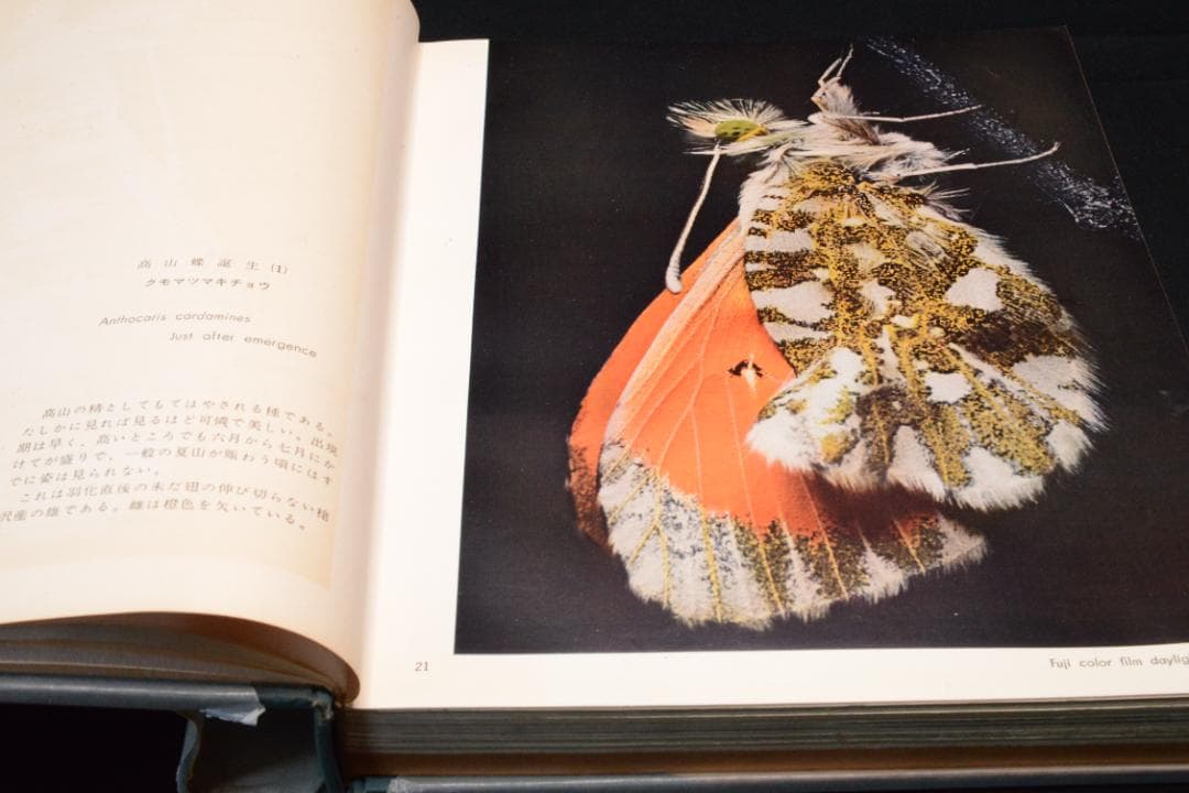 田淵行男 写真集【高山蝶】 昭和34年 初版発行 大幅に値下げしました