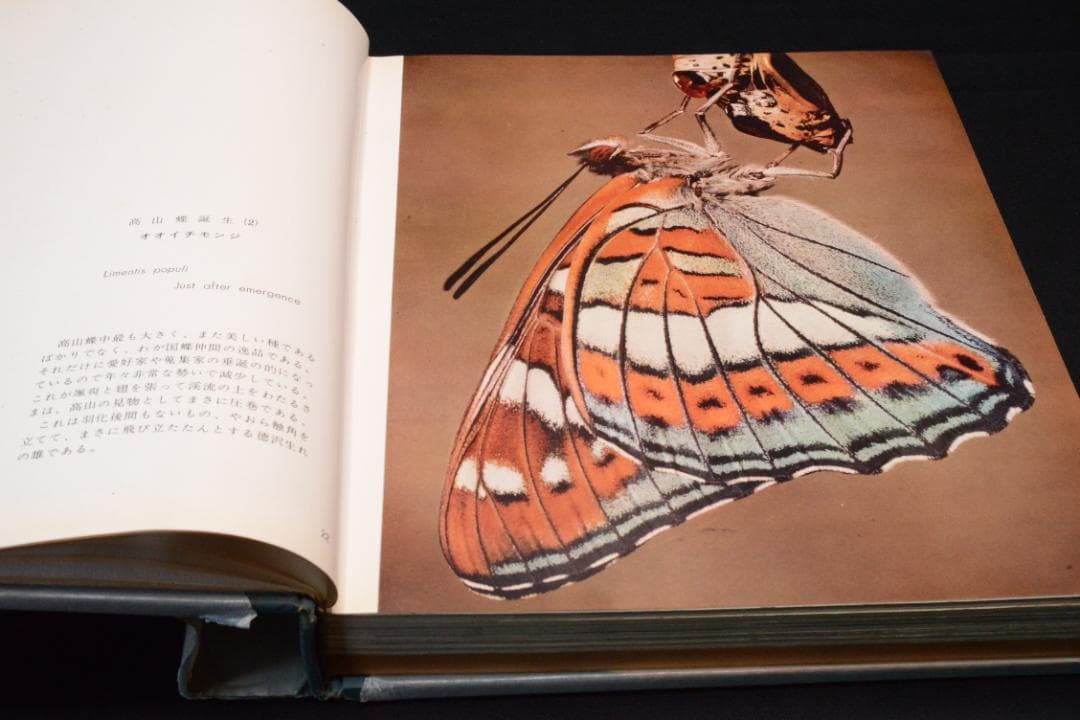 田淵行男 写真集【高山蝶】 昭和34年 初版発行 大幅に値下げしました