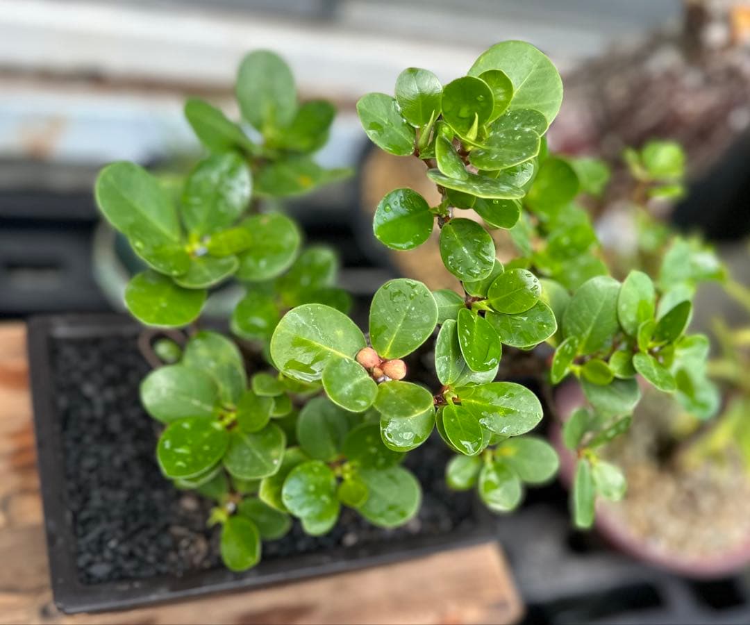 山*桃様 パンダガジュマル 盆栽 希少 盆栽