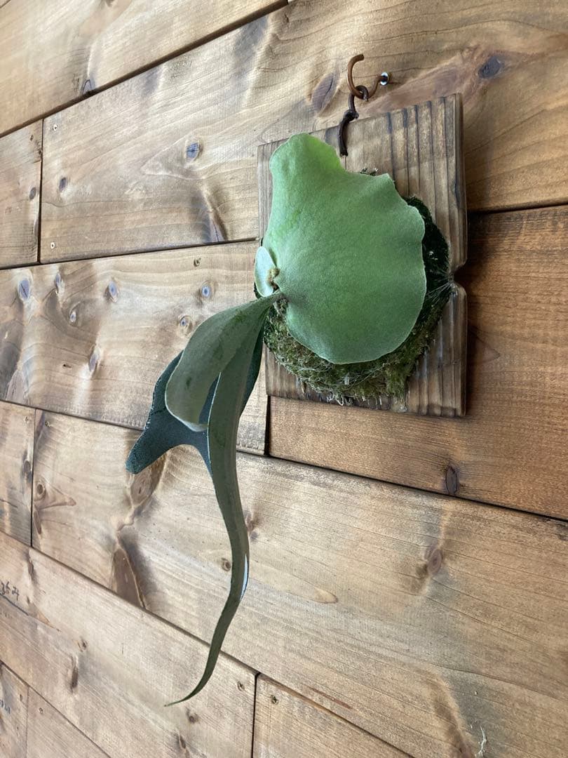 ビカクシダ ウィリンキー 