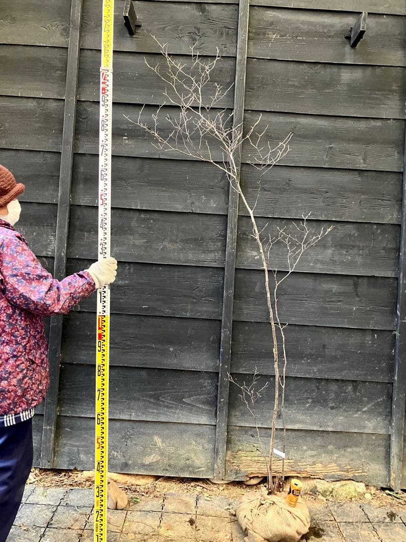 40 山採り　ナツハゼ 楽天市場】【現品】山採り【ナツハゼ】夏櫨 本株立ち 自然風樹形 樹高H