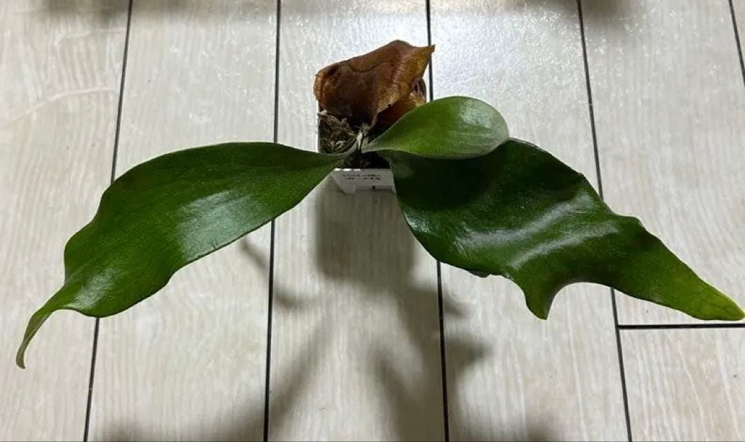 Mt.Lewis (vp#C). Sattahip spore ビカクシダ　① Mt.Lewis (vp#C). Sattahip spore ビカクシダ ① - メルカリ