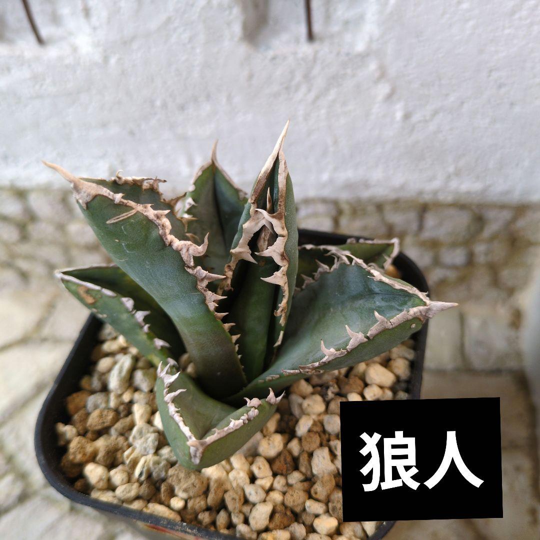 狼人① アガベ チタノタ - メルカリ