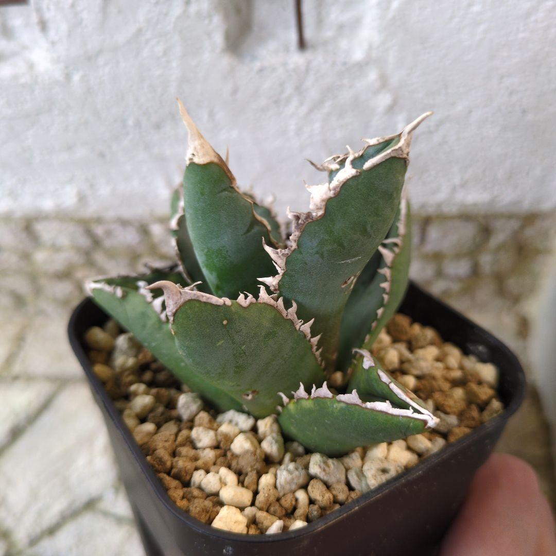 狼人① アガベ チタノタ - メルカリ