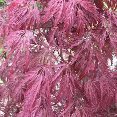 《現品》赤枝垂れ紅葉（アカシダレモミジ）樹高0.9ｍ（根鉢含まず）47【苗木】