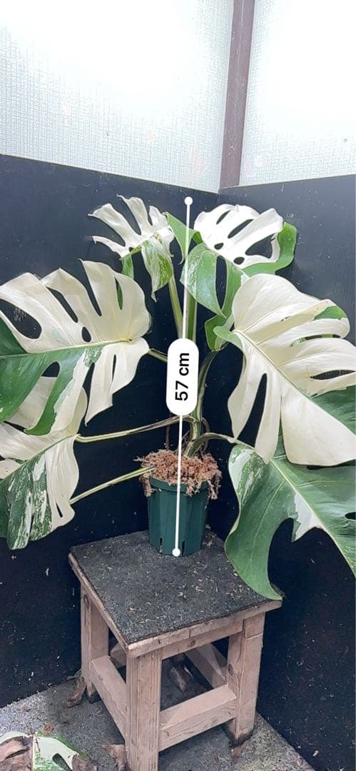 斑入りモンステラ ホワイトタイガー極美大株57cm白斑多 - メルカリ