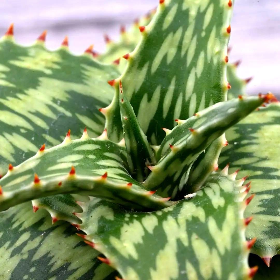 アロエ ペッキー×ヘミンギー ペキヘミ 多肉植物 大株 1287 - メルカリ