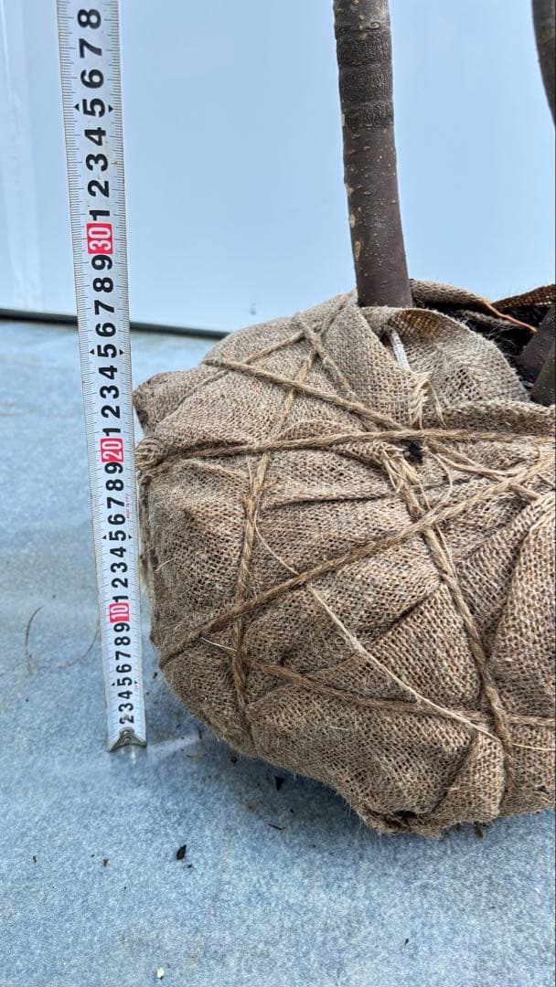 美しい樹形が魅力的 山採り ハイノキ 株立 735 樹高2.1m位 高級樹