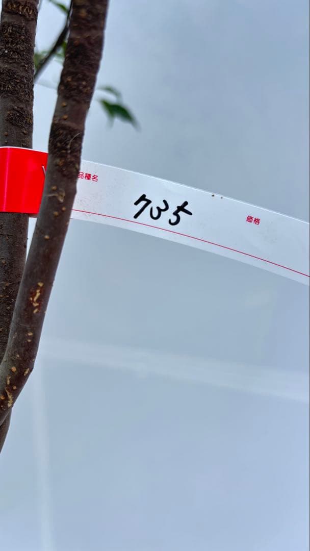 美しい樹形が魅力的 山採り ハイノキ 株立 735 樹高2.1m位 高級樹