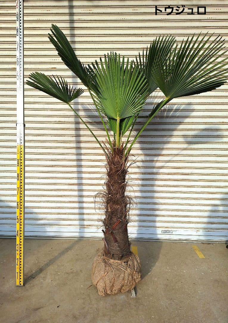 トウジュロ (唐棕櫚、シュロの木) - メルカリ