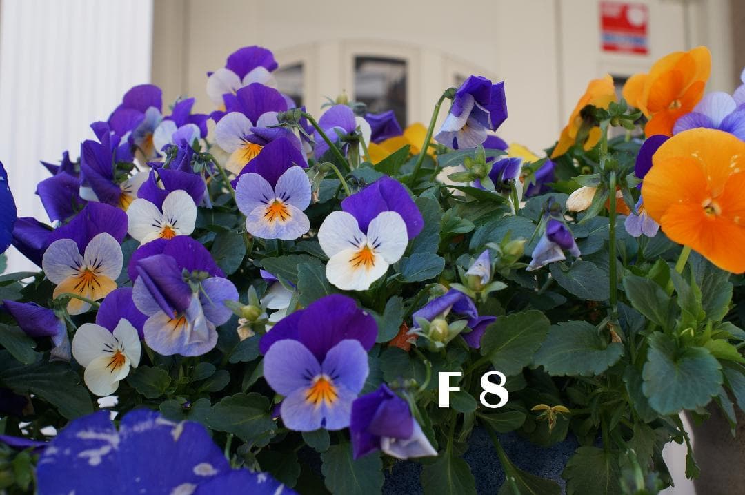 1979096　前期型ファットモデル　Super-Takumar　F3.5/28