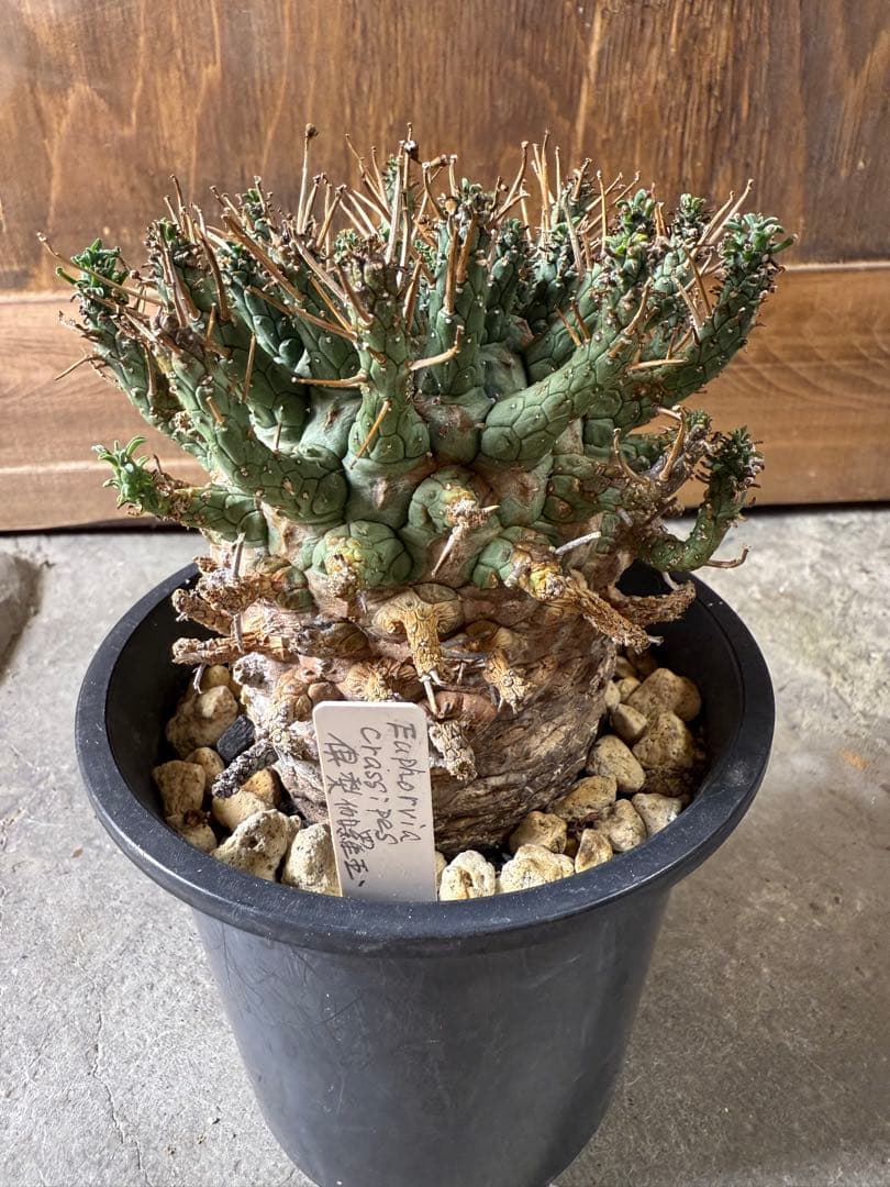 専用 1978年モデル】のバイク全153車種の買取査定相場｜高く売れる順ランキング