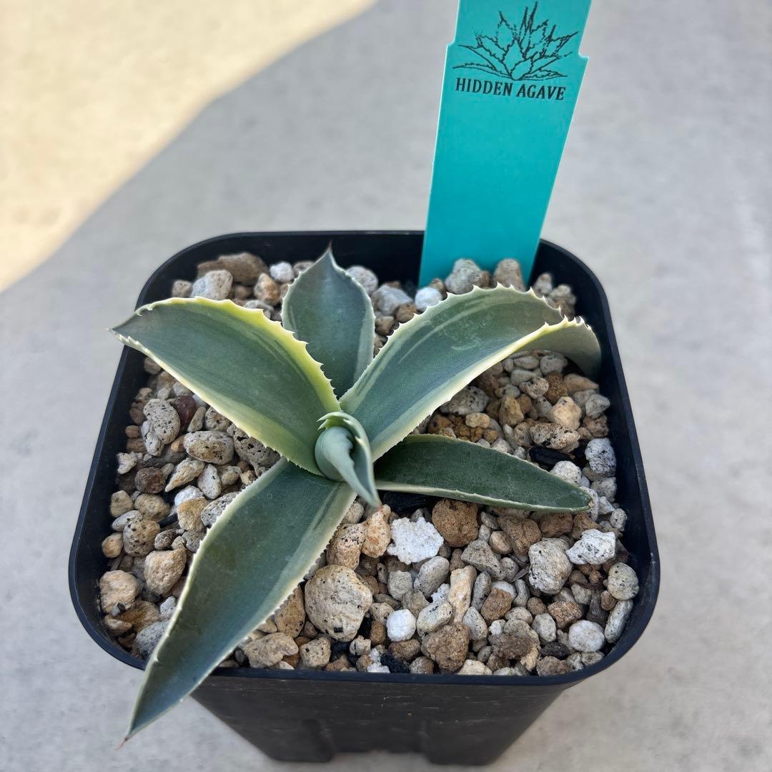 オバティフォリア モビー 子株 Hidden Agave 斑入り US 本物 - メルカリ